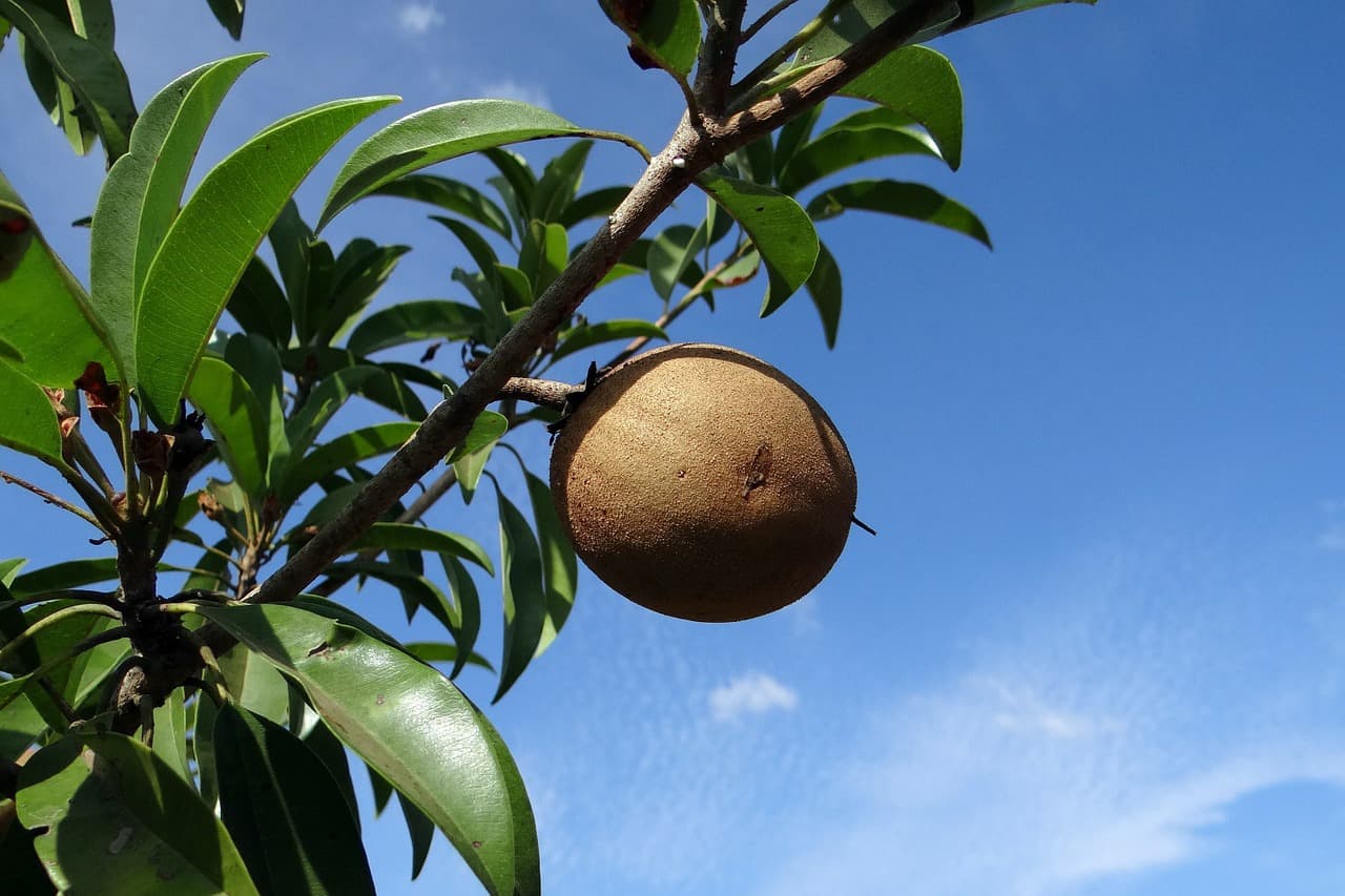 El níspero, una fruta poco consumida con grandes beneficios - Todo Cuba