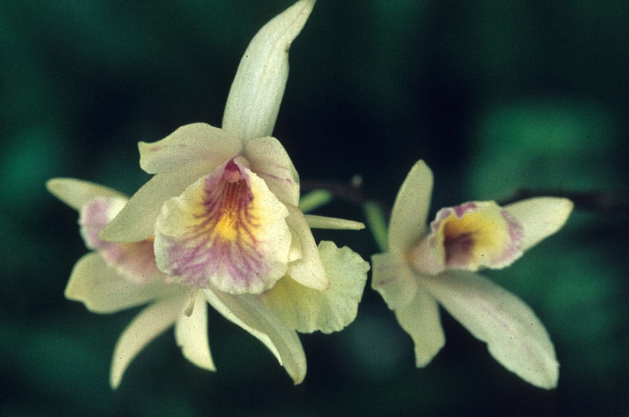 Descubre la bella orquídea nativa que sólo florece en un lugar ...